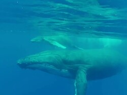 Baby Humpback Whale swimming  at the surface with its mother Stock Footage