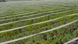 Fruit garden, Aerial shooting Stock Footage
