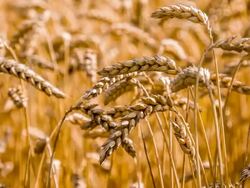 CU DS Wheat Ears Stock Footage