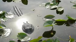 Alligator, Lotus Flower and Sunlight reflection Stock Footage