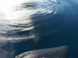 CU Minke Whale, Balaenoptera acutorostrata, surfacing to camera, Antarctica Stock Footage