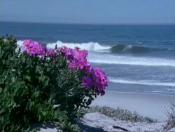 Highspeed CU's pink flowers foreground, waves break beyond, Namaqualand, South Africa Stock Footage