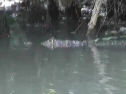 Caiman in the muddy water Stock Footage