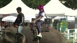 Elephant polo raises money for animal charities News Clip