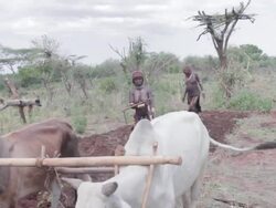 Women steer cattle Stock Footage