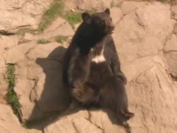 Bear-ing All Stock Footage