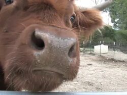 Brown steer 5 - HD 1080/30f Stock Footage