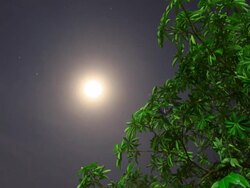 Full Moon Time Lapse Stock Footage