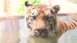 Tiger cubs named in honour of Duterte and VP News Clip