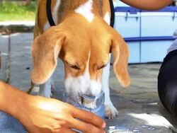 Dog drinking water from owner Stock Footage