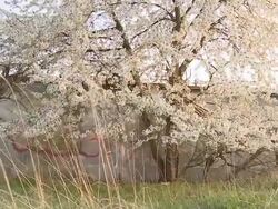 MS POV Blossoming tree infront of wall / Brandenburg, Germany Stock Footage