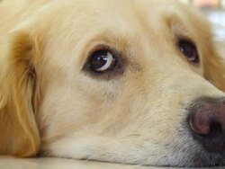 Curious Face Golden Retriever Dog Stock Footage