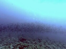Spawning surgeonfish (Acanthuridae). These fish congregate in large shoals to spawn, releasing their eggs and sperm. Stock Footage