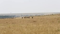 Great Wildebeest Migration in Kenya Stock Footage