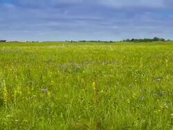 Beautiful grassland in wind Stock Footage