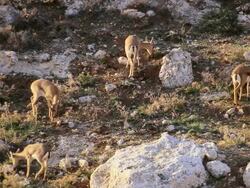 WS HA View of Mountain Gazelle males standing and grazing / Jerusalem, Judea, Israel Stock Footage