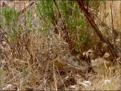 Woodlark (Lullula arborea) a ground-nesting bird, feeds chicks which suddenly appear from well camouflaged nest, Sierra de Andujar, Sierra Morena, Andalucia, Spain Stock Footage