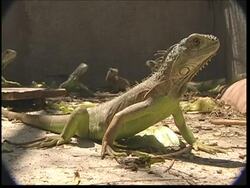 Traditional Easter meal made from iguana under threat in Mexico News Clip