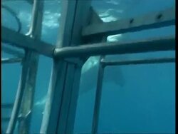 MS Great White Shark swimming to and eating bait in front of shark cage, Guadalupe Island, Pacific Ocean Stock Footage