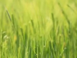 Wheats with the wind Stock Footage