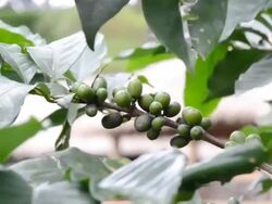 coffee crop Stock Footage