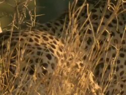 CU TU Shot of cheetah gets up and observes surroundings / Okavango Delta, North-West District, Botswana Stock Footage