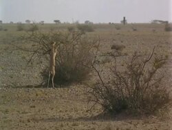 WA Arabian gazelle, Gazella arabica, browsing on shrub, Jiddat al Harasis desert, Oman Stock Footage