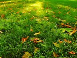 Grass texture Stock Footage