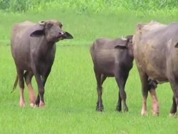 Buffalo Stock Footage