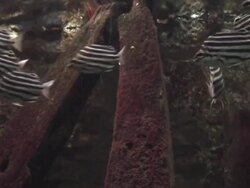 Tropical fishes Stock Footage