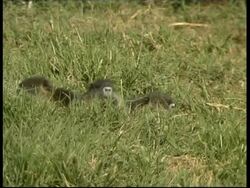 Coypu, Myocastor coypus, babies together on grass chewing and sniffing air, Israel Stock Footage
