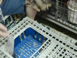 People Choosing Chickens Stock Footage