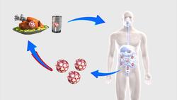 Noroviruses explained Instructional Video