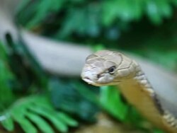 King cobra slither. Stock Footage
