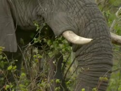 CU Shot of elephant grazing in thick bush / Okavango Delta, North-West District, Botswana Stock Footage