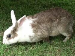 rabbit Stock Footage