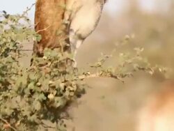 Wildlife in Kruger National Park Stock Footage