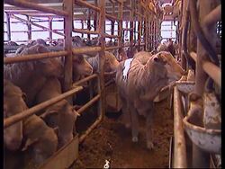 BOSNIA: AUSTRALIA SENDS SHEEP FOR MUSLIM CELEBRATIONS News Clip