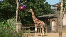 Yurts, house boats and London Zoo - quirky places to stay Instructional Video