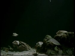 Cuttlefish young, one catches prey Stock Footage