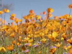 MS Shot of Orange Namaqualand daisies and common felicia buffeted by wind / Namaqualand, Northern Cape, South Africa Stock Footage