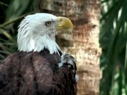 Bald Eagle Stock Footage