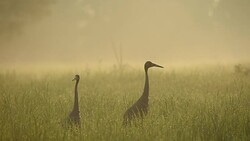 Sarus Crane(Grus antigone) Stock Footage