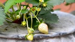 strawberry in nature Stock Footage