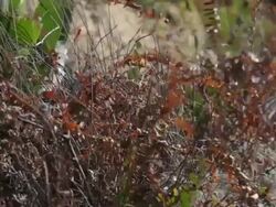 Dead Ferns Stock Footage