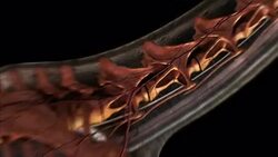 A herd of Sauroposeidons trek across a wide plain: a 3D animation depicts the skeletal anatomy of a Sauroposeidon. Stock Footage