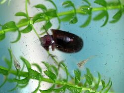 Snail in Aquarium Stock Footage