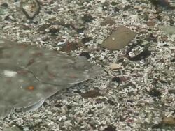 Sole fishes in the aquarium Stock Footage
