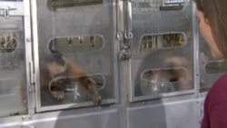 Science Nation Celebrates Its 100th Episode Instructional Video