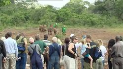 Baby elephants in an elephant sanctuary News Clip